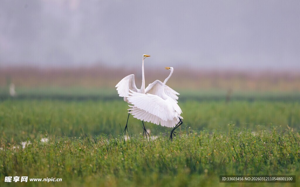 优雅天鹅于草地舒展身姿