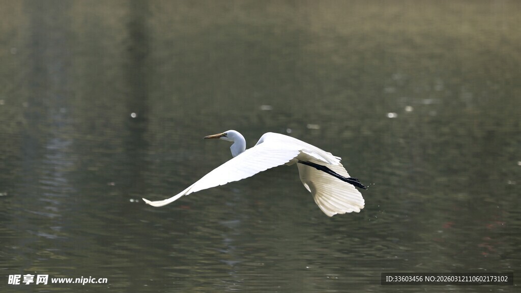 白鹭展翅于水面之上