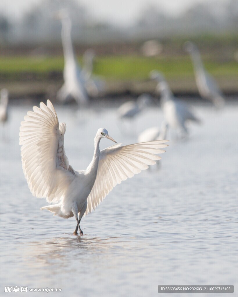 白鹭于浅滩展翅起舞
