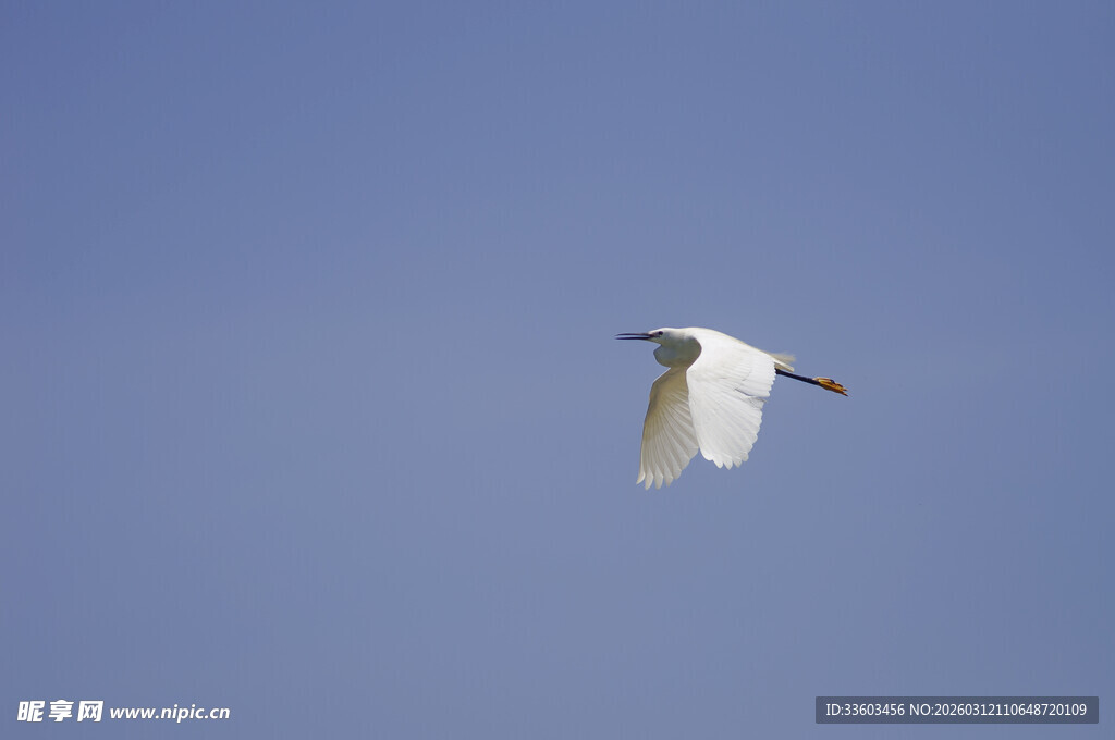 白鹭蓝天展翅飞翔