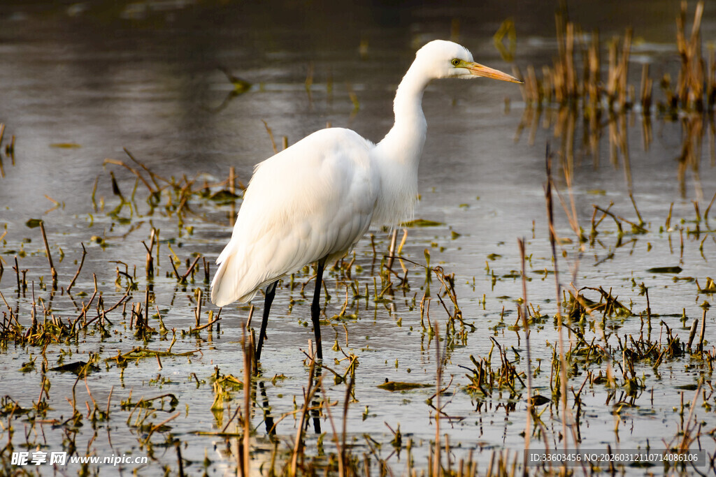 白鹭立于湿地水域间