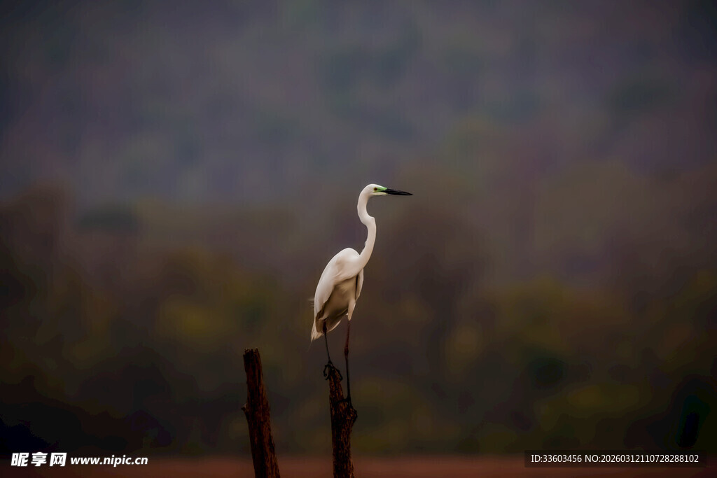 白鹭立于枝头