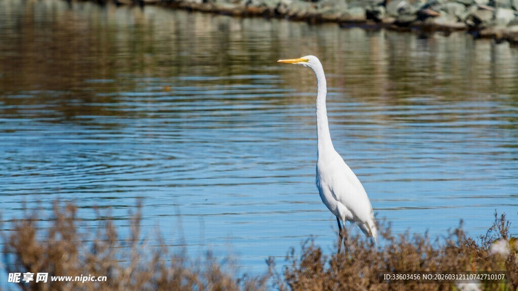 水边伫立的优雅白鹭