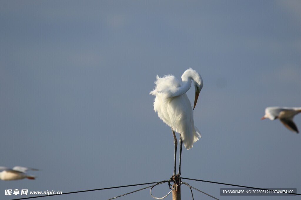 白鹭立于杆上展优雅身姿