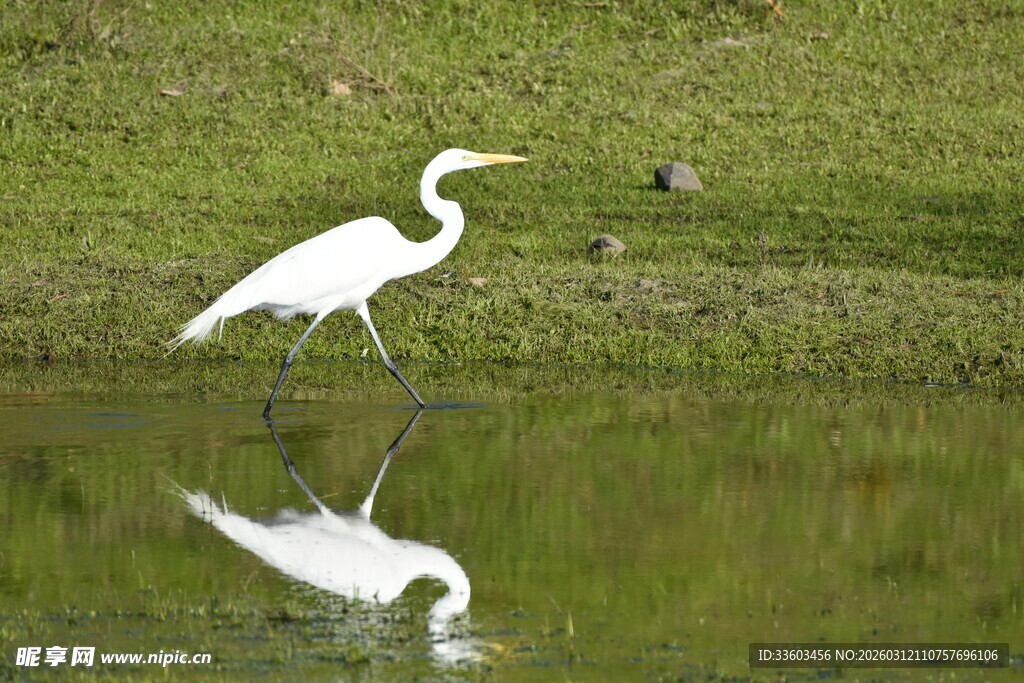 白鹭于水边草地优雅伫立