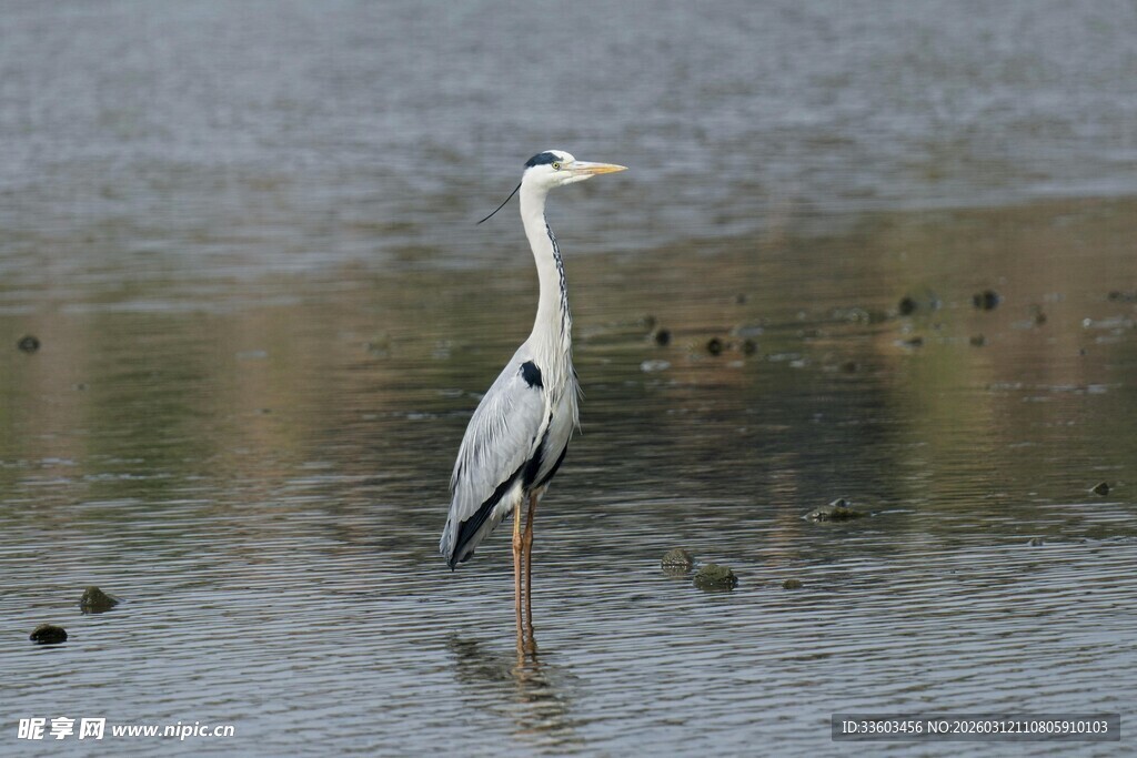 水中站立的优雅苍鹭