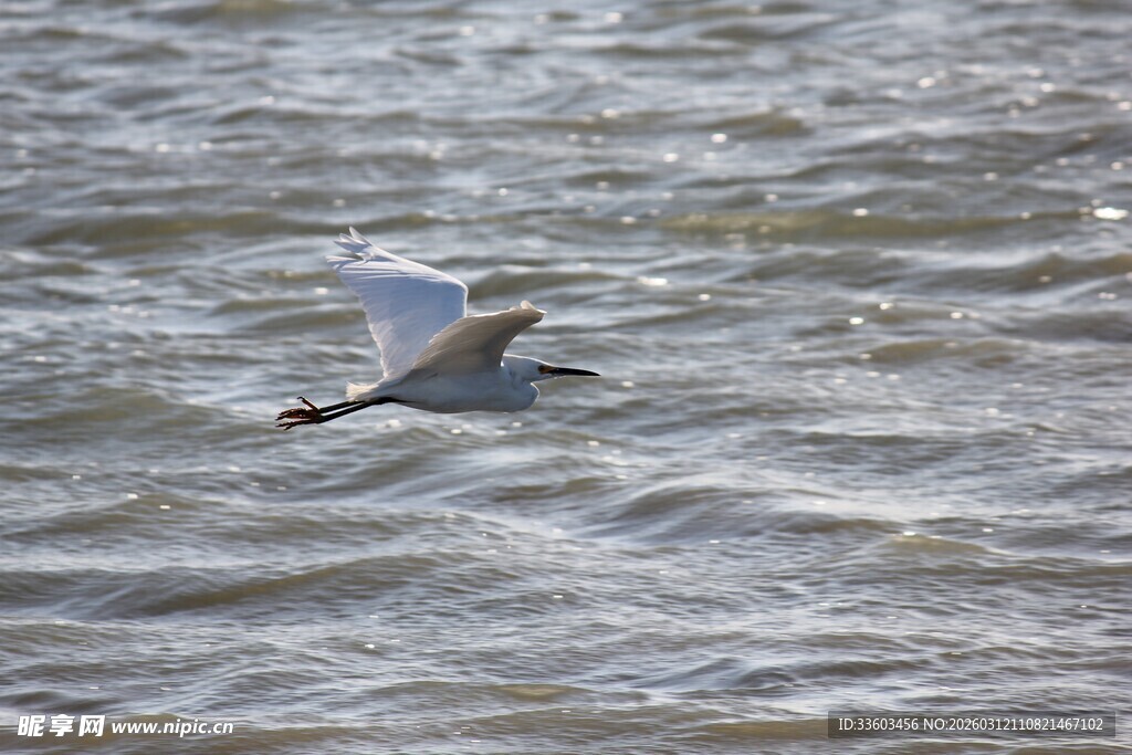 白鹭于水面振翅飞翔