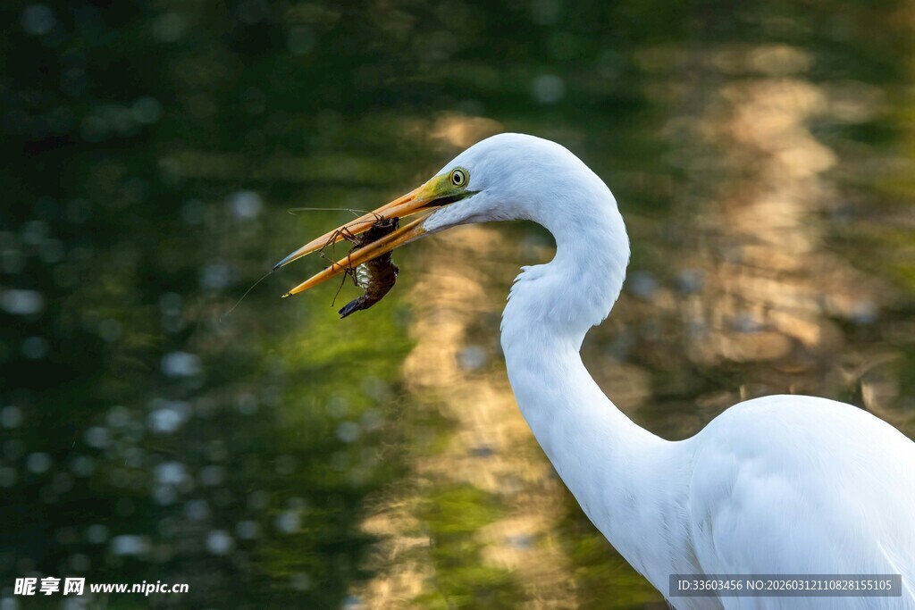 白鹭衔鱼于水边
