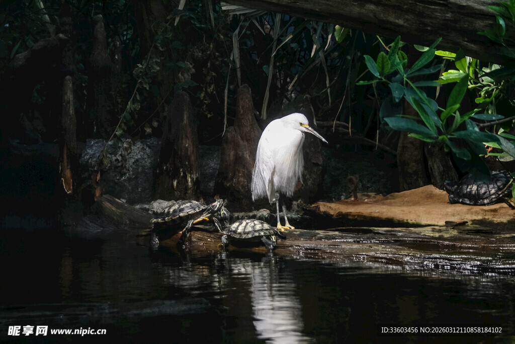 水边伫立的白色鹭鸟