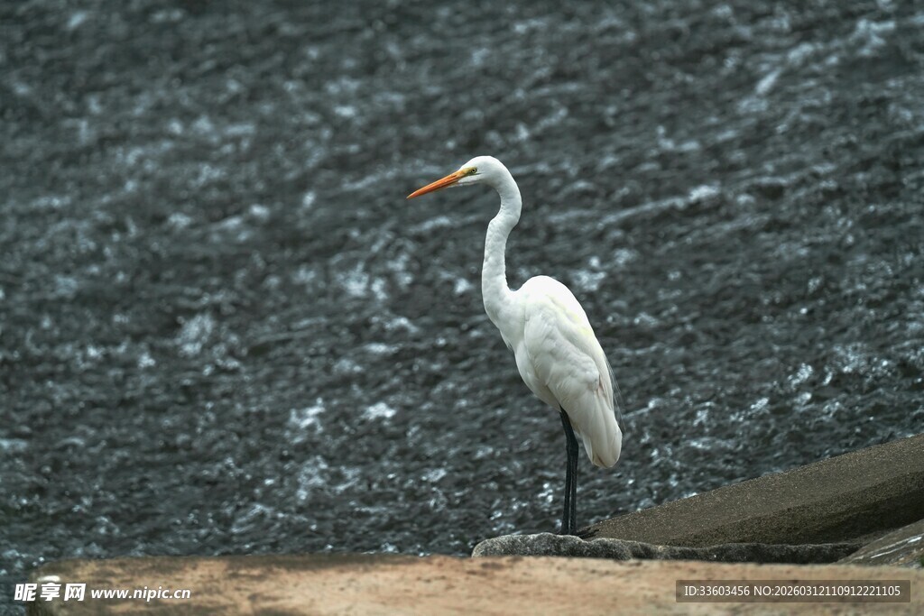 岸边站立的优雅白鹭