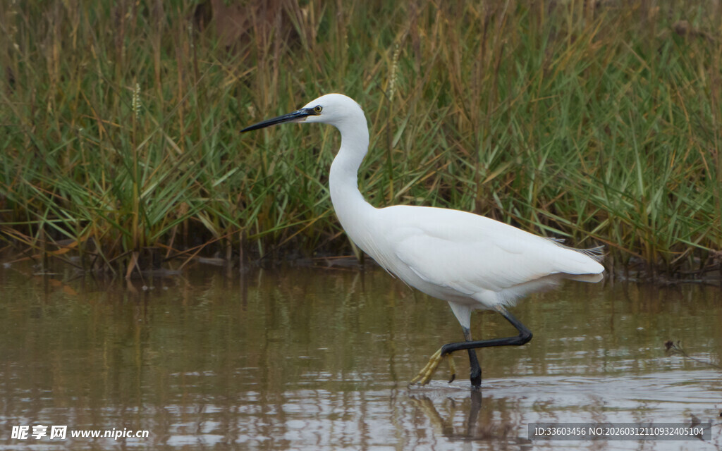 白鹭于水边单脚独立