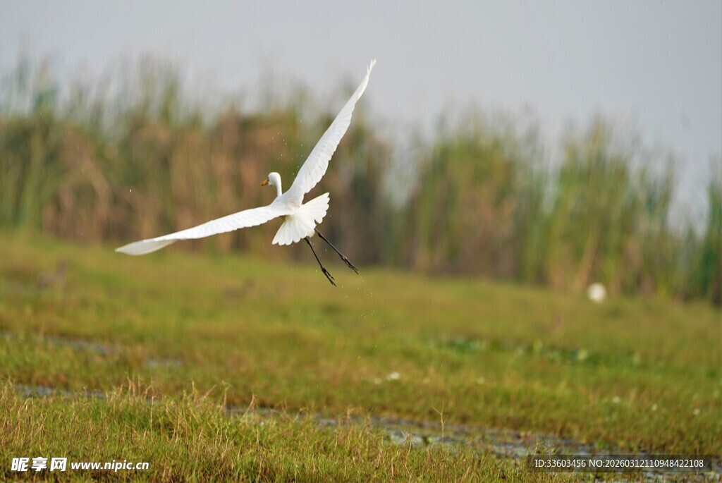 白鹭于湿地间展翅飞翔