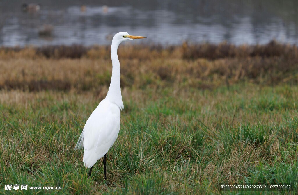 草地上的单只白鹭