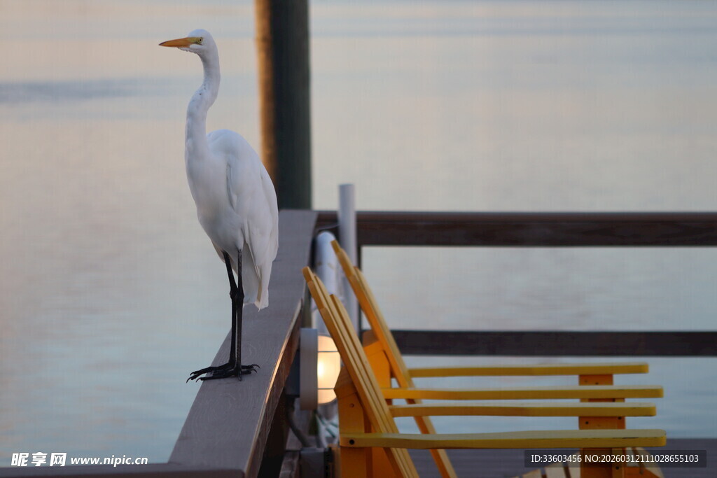 白鹭立于栏杆赏景