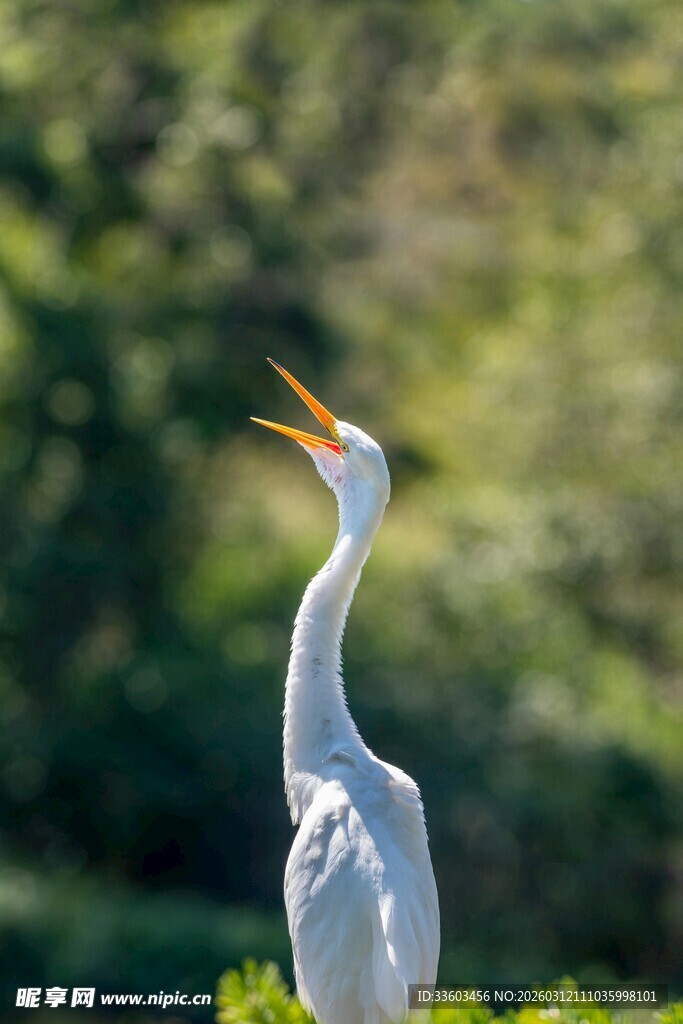 白鹭仰头鸣叫于绿意间
