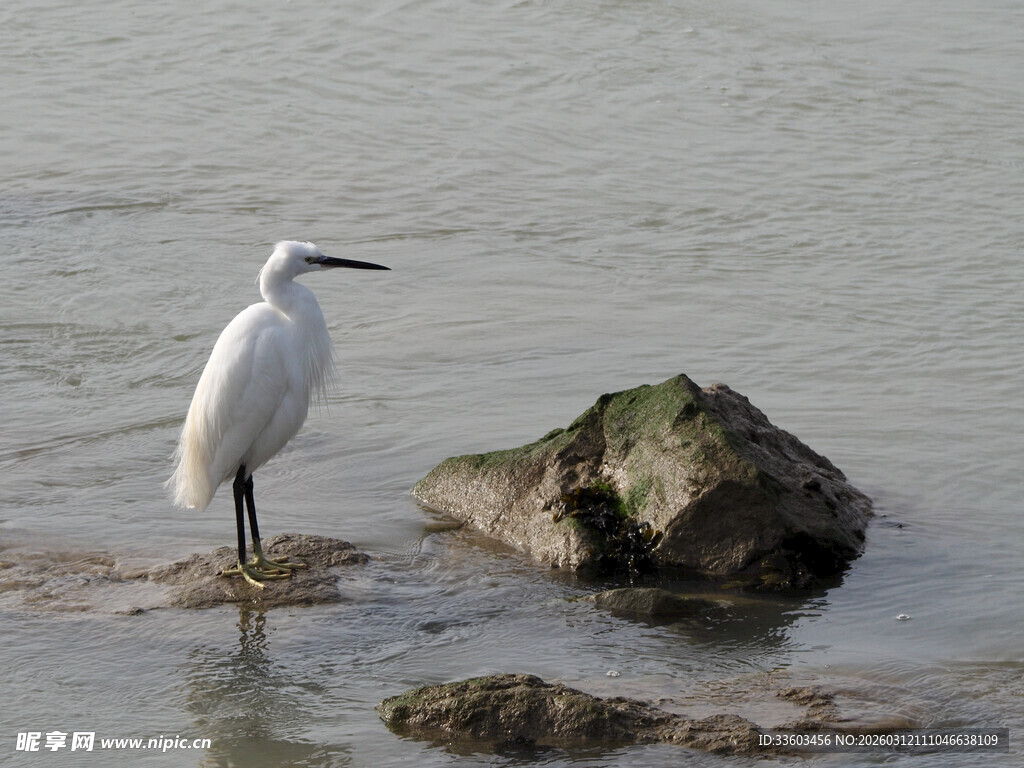 白鹭立于水边礁石