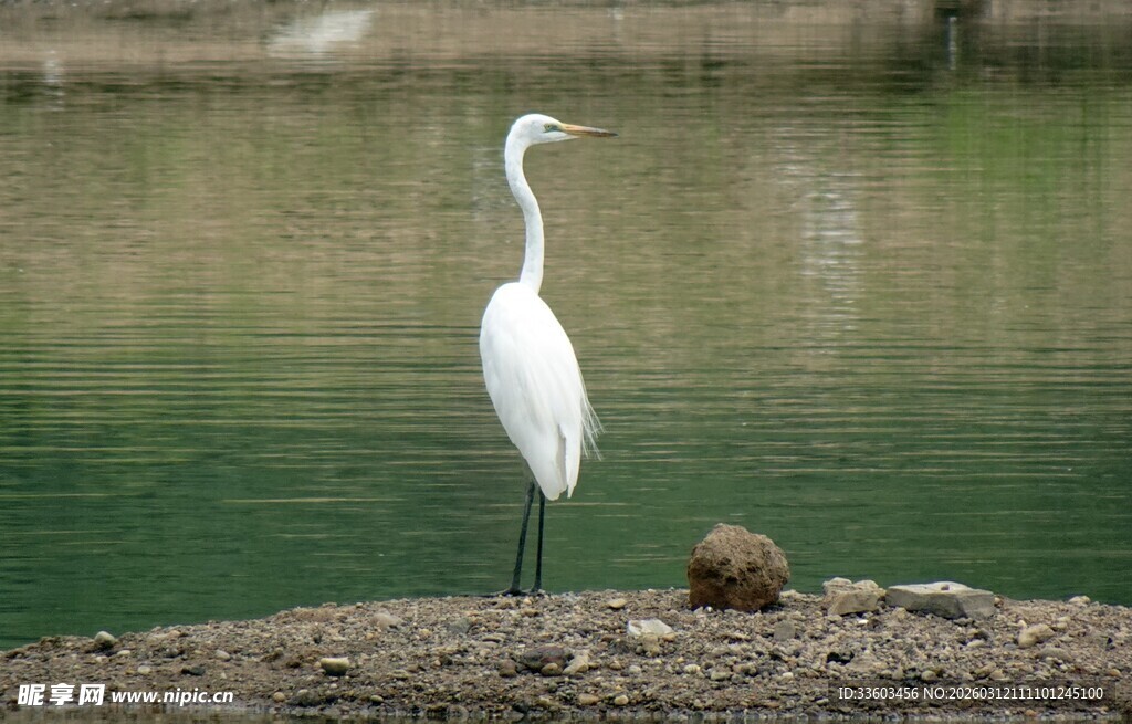 水边白鹭独立