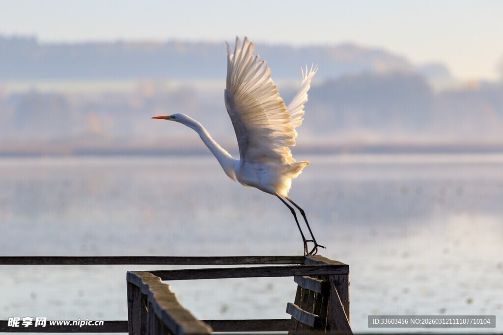 白鹭展翅于水边栏杆