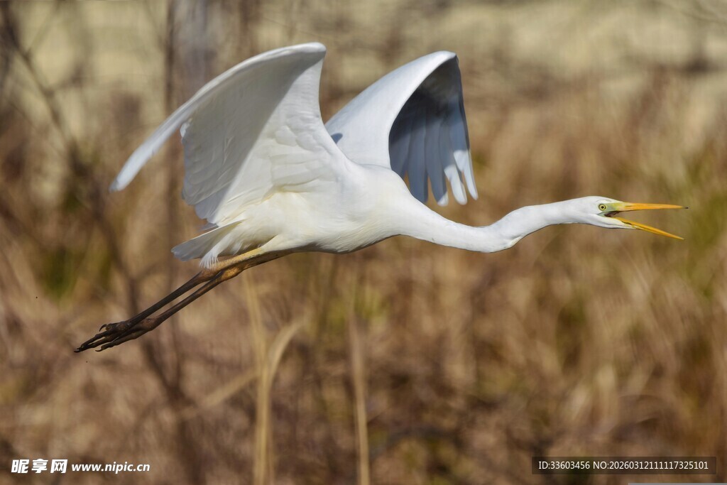 白鹭展翅于湿地之上