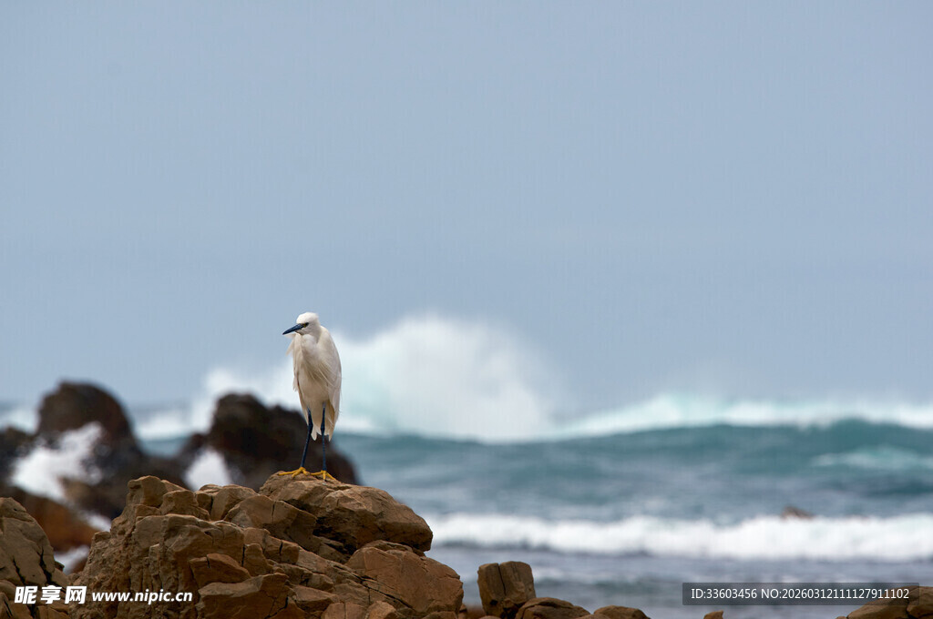 礁石上的海鸟与澎湃海浪