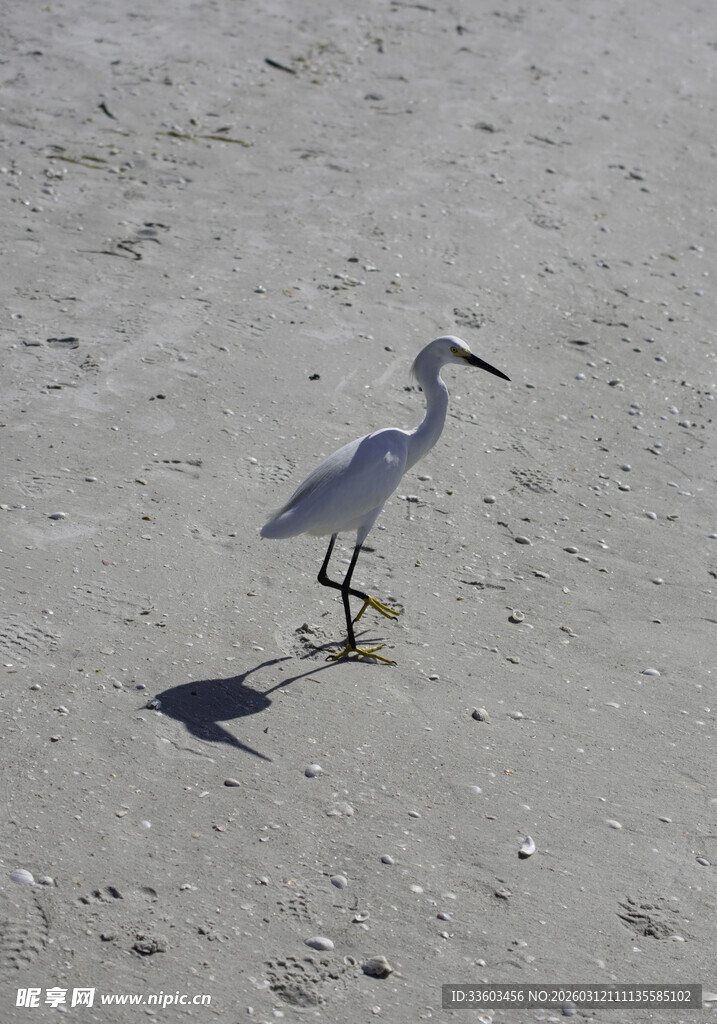 沙滩上的单脚站立小白鹭