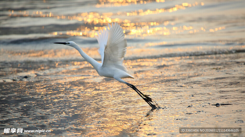 夕阳下白鹭于海边展翅