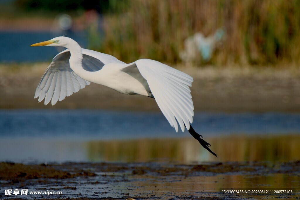白鹭展翅于水边