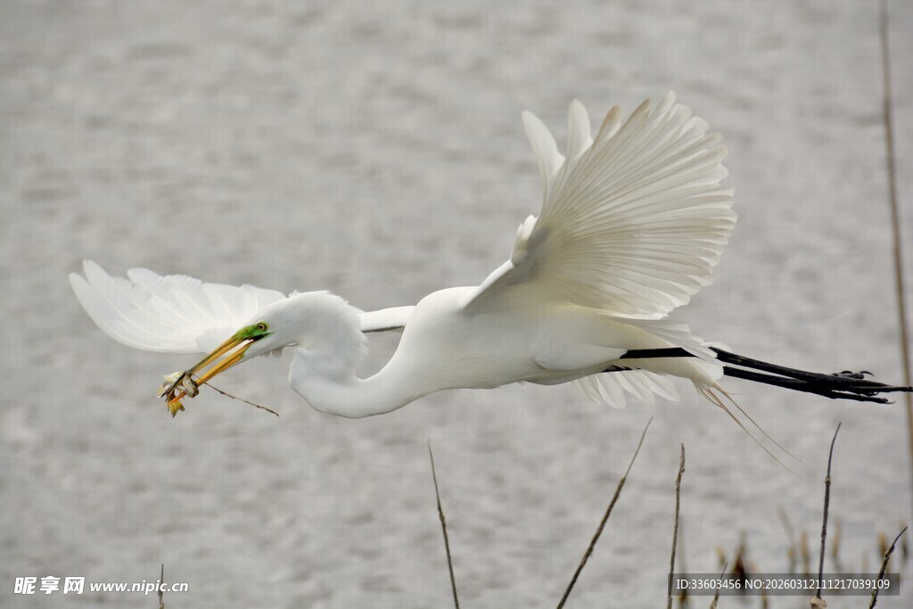 白鹭展翅捕食瞬间