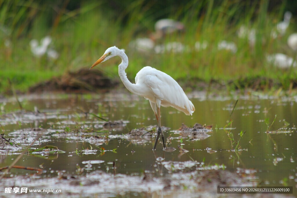 白鹭立于水边湿地
