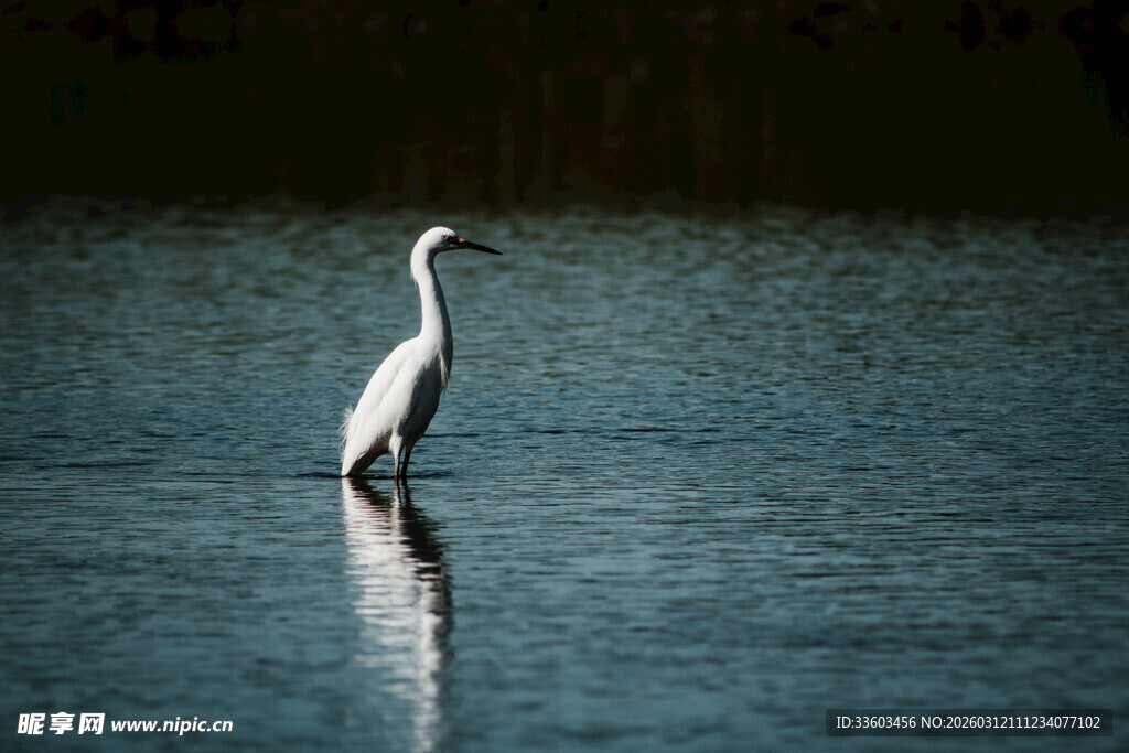 水中伫立的优雅白鹭