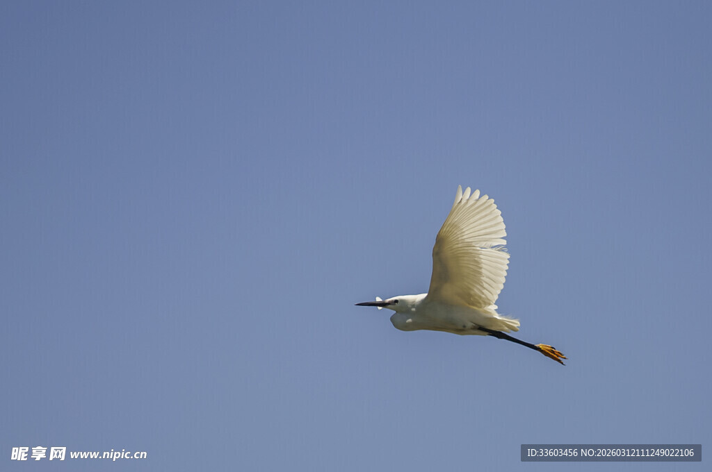 蓝天中飞翔的白色飞鸟