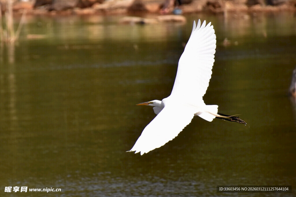 白鹭展翅于绿水之上