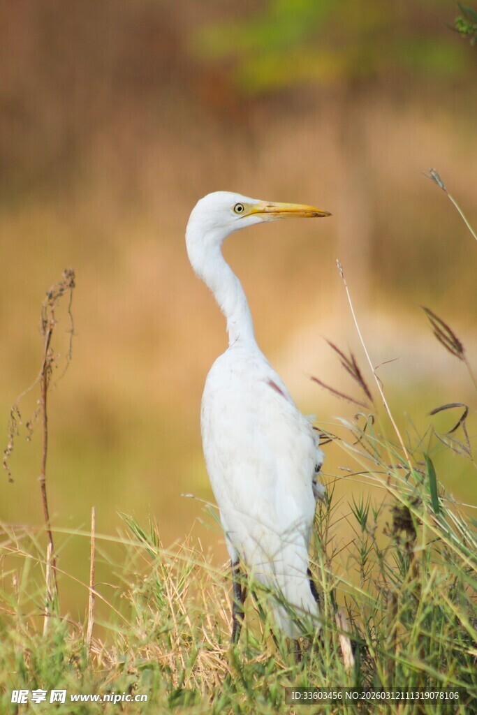 白鹭立于草丛间
