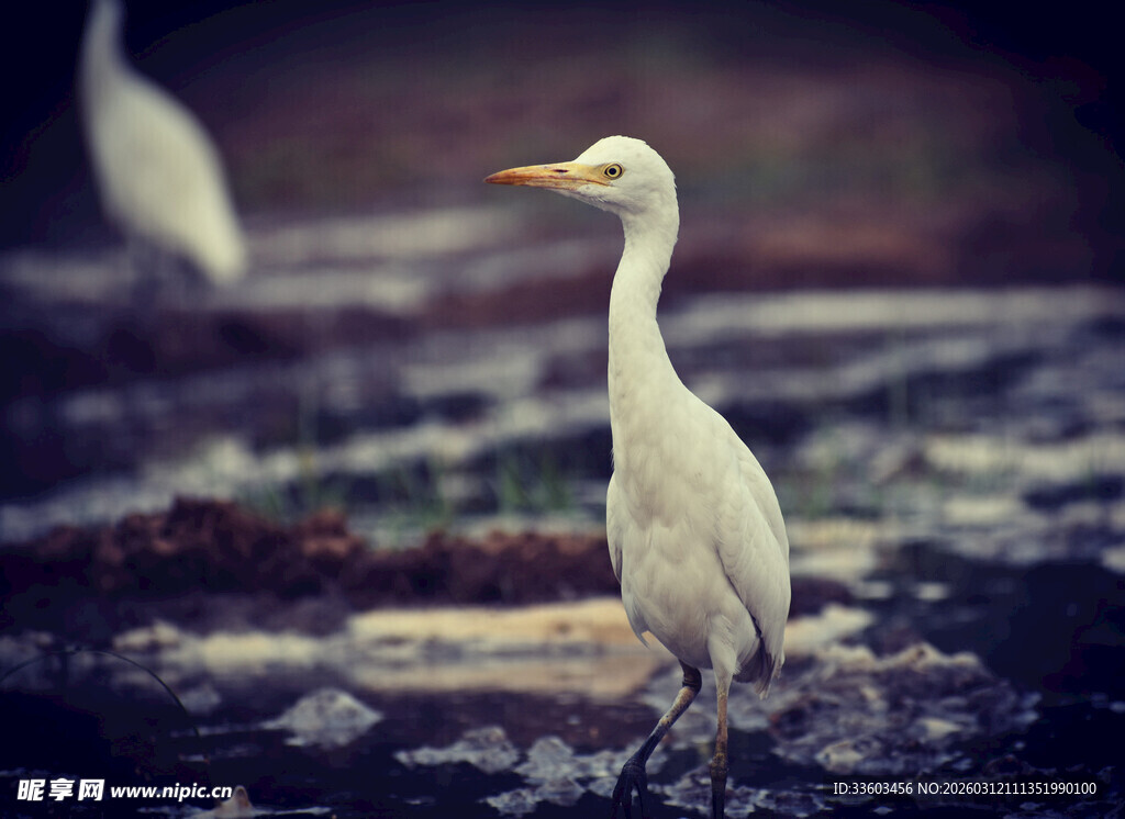白鹭立于水边湿地
