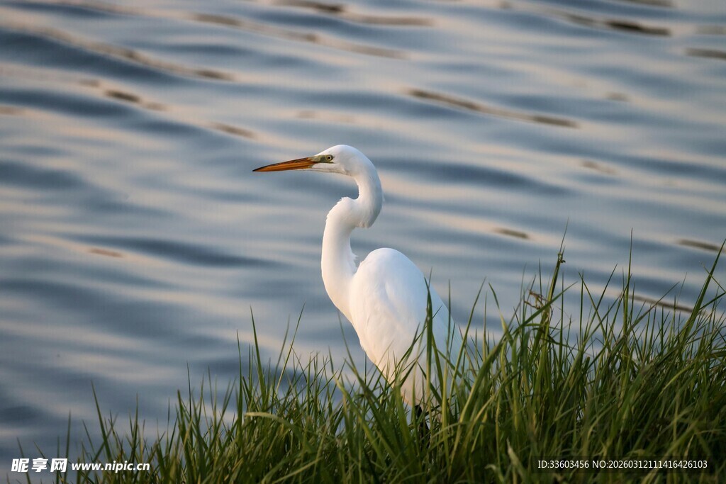 水边白鹭立草丛