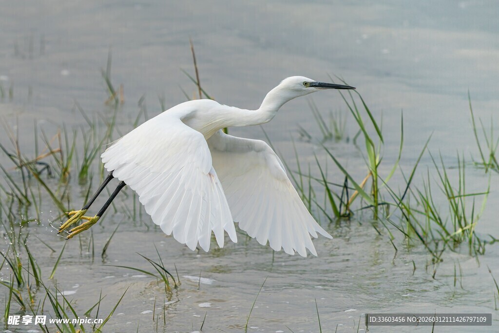 白鹭于水边展翅飞翔