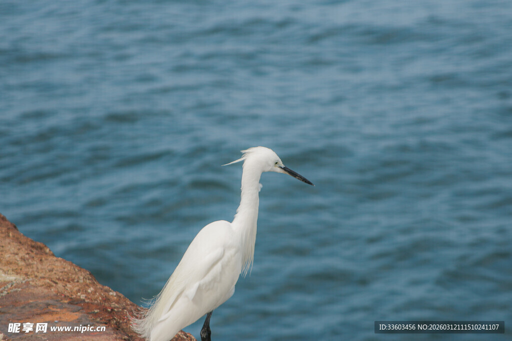 水边伫立的白色小鸟