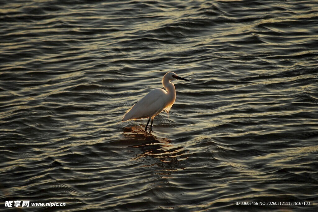 水中栖息的小鸟