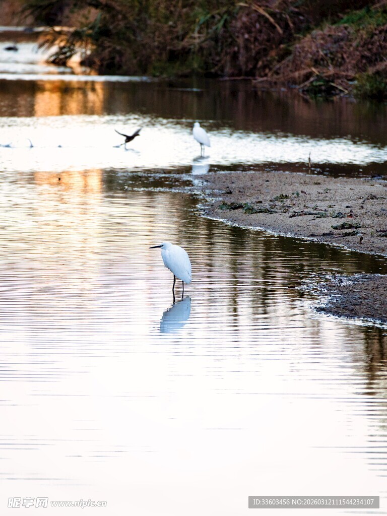 湖畔白鹭静立赏景
