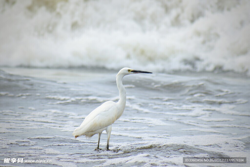 海边白鹭独立于礁石