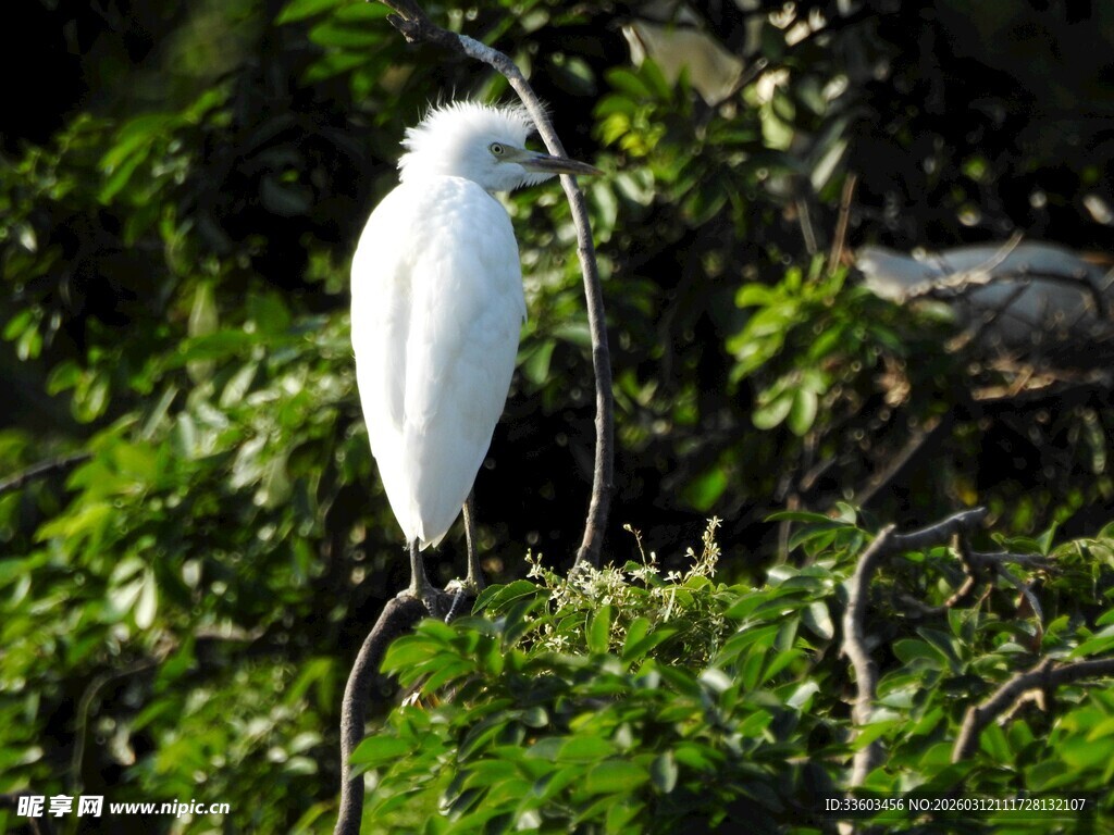 枝头白鹭