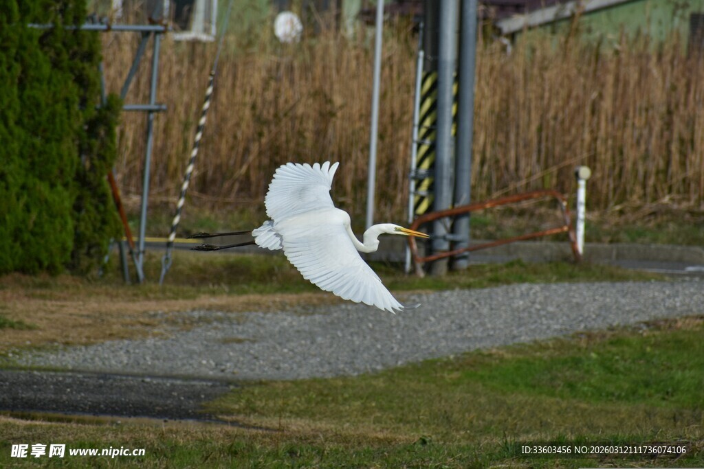 白鹭低空飞翔的自然景象