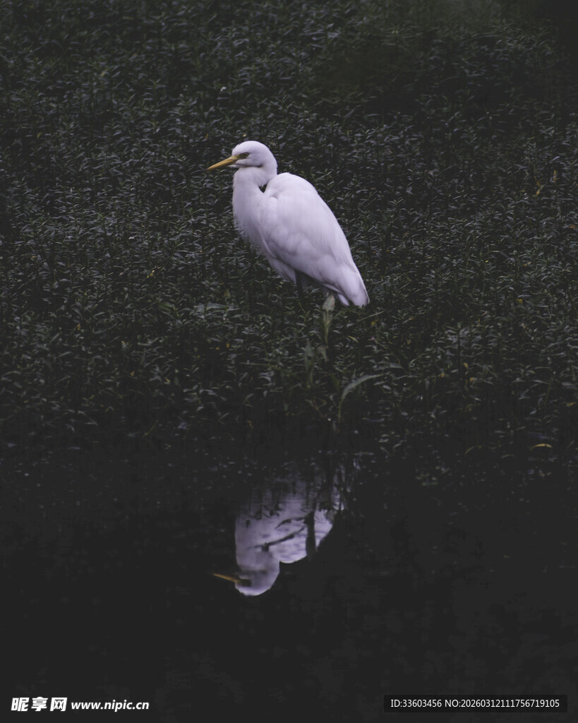 白鹭立于水边倒影之景