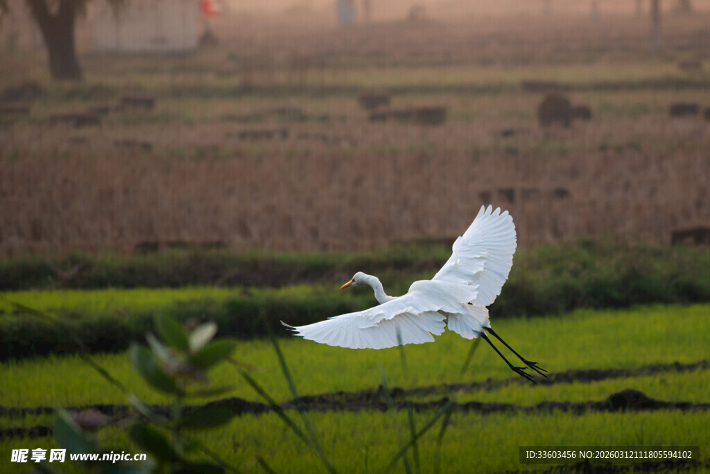 白鹭于田野间展翅飞翔