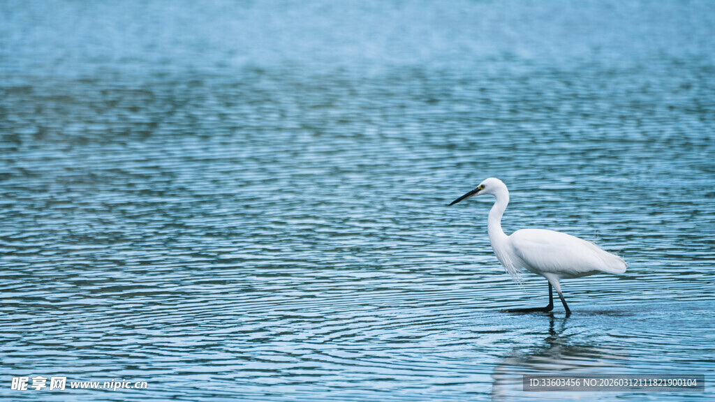 白鹭于浅滩悠然伫立