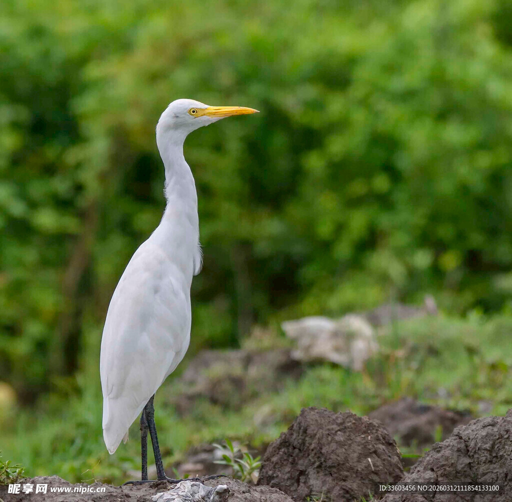 站立于土堆的白色鹭鸟