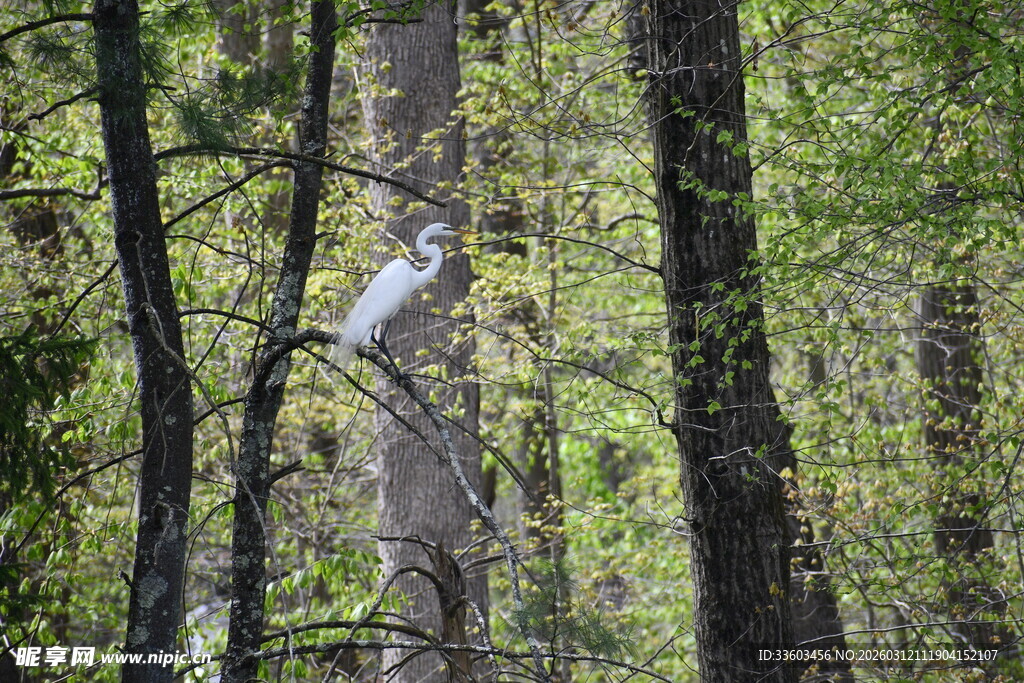 林间白鹭栖息于葱郁树木