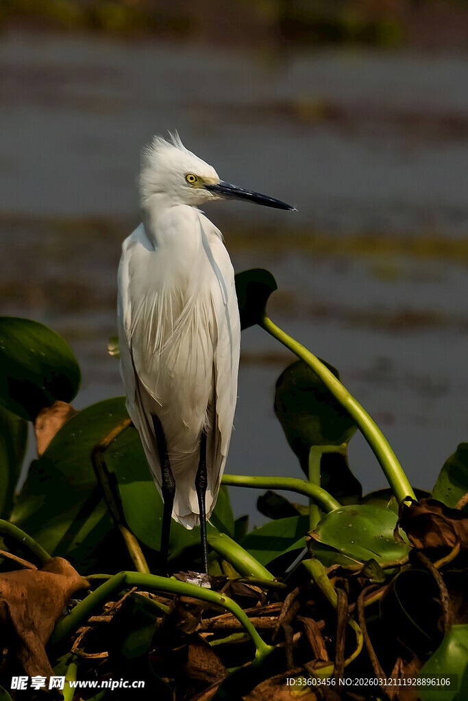 白鹭立于水生植物间