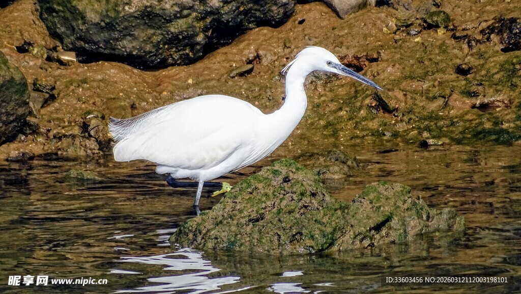白鹭立于水边礁石间