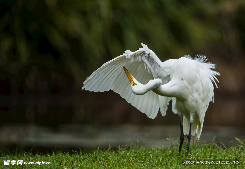 白鹭展翅于绿草地间
